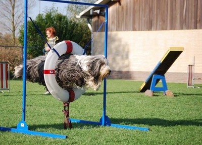bob-agility-1