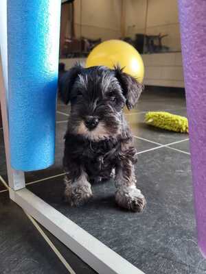 puppy2025